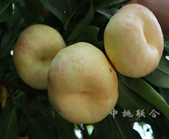 中油蟠6号