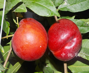 中油金铭