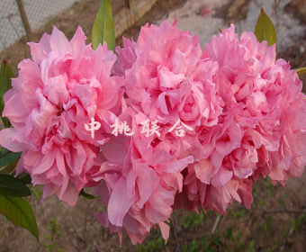 万重粉