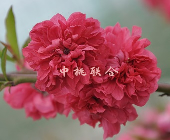 万重红