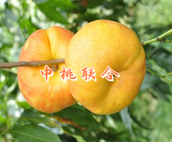 中油蟠17号